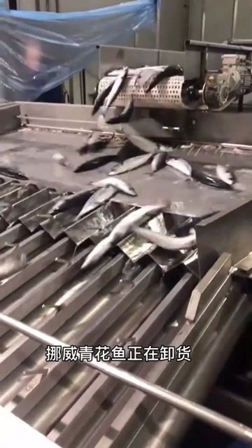 挪威青花魚 從遠(yuǎn)洋漁輪到餐桌的鮮美之旅