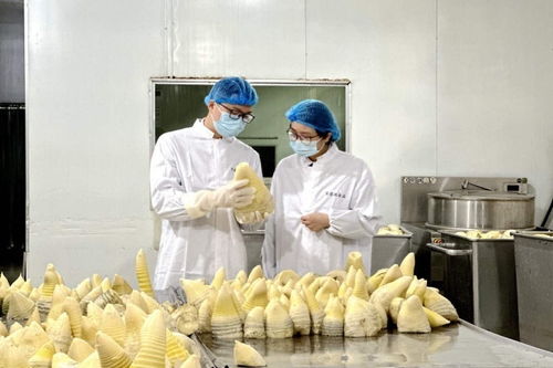 搶鮮出海 畬鄉(xiāng)筍罐頭走俏西班牙，傳統(tǒng)食品打開國際新銷路